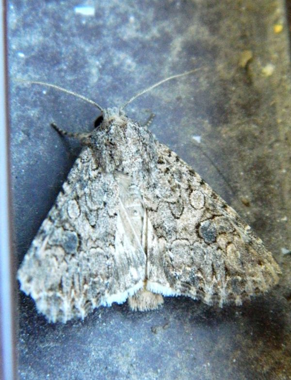 ID - Anarta (Calocestra) trifolii